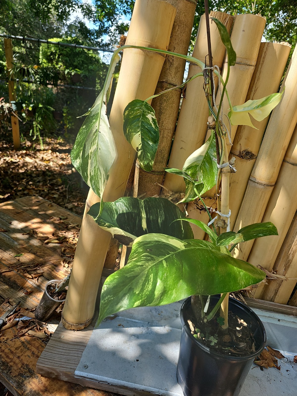 XXL MATURE Epipremnum Pinnatum Albo Variegated Fully Rooted Live Plant
