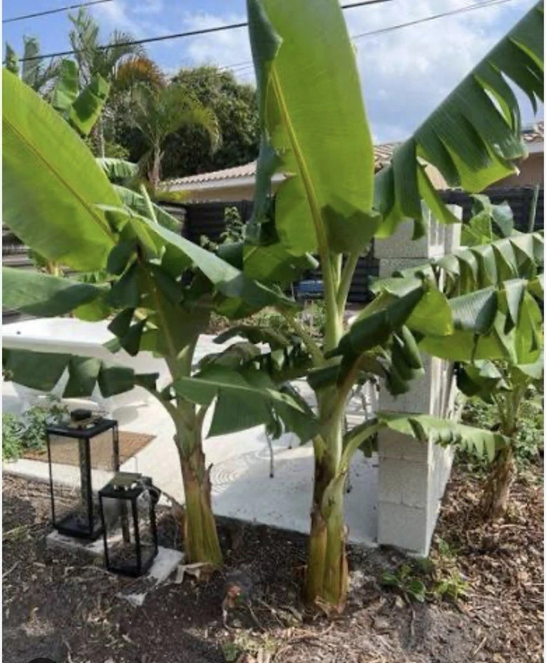 Dwarf Nam Wah Musa Banana Plant–SMALL ROOTED STARTER PLANT