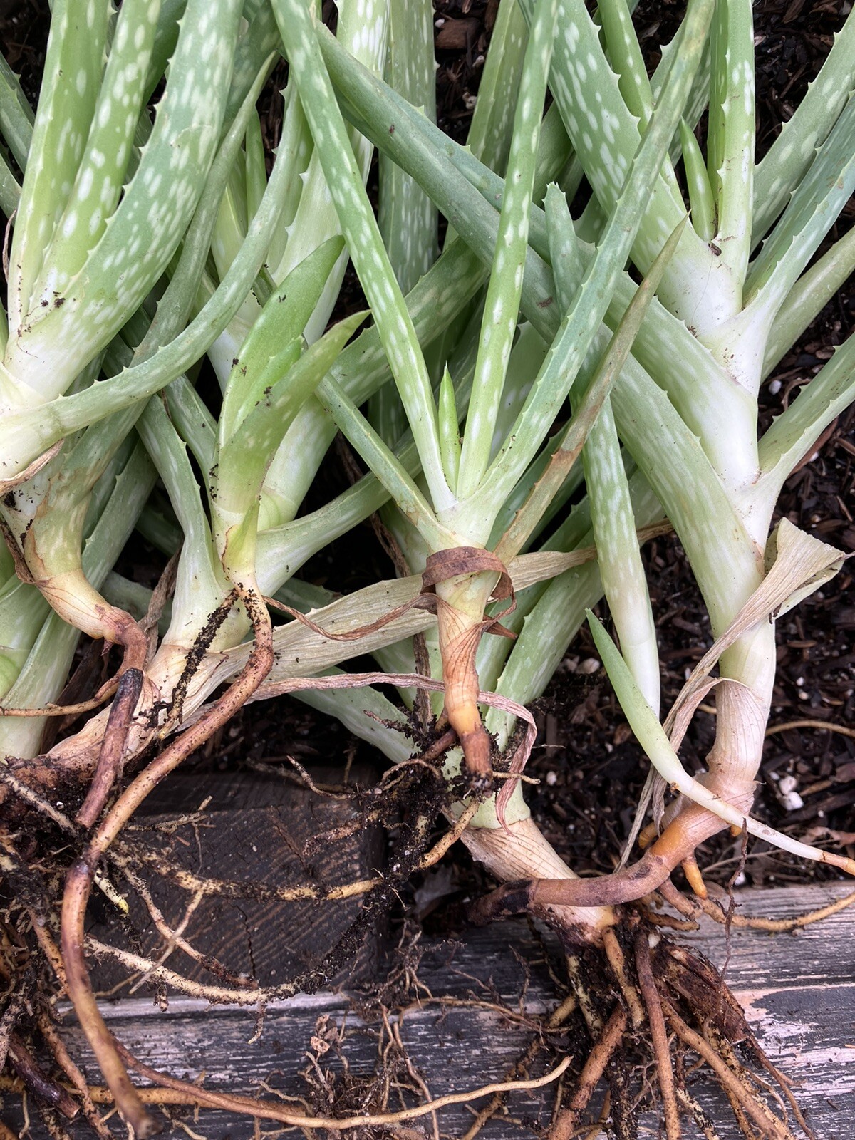 Bulk Lot Large Aloe Vera Not Edible 8”-13” Freshly Harvested Per Order