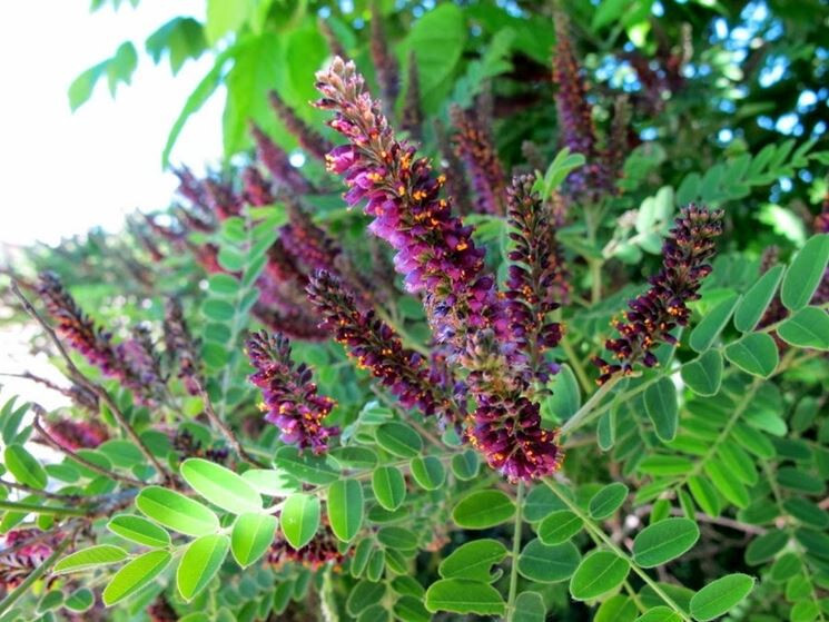 False INDIGO BUSH Amorpha Fruticosa – 150+ SEEDS