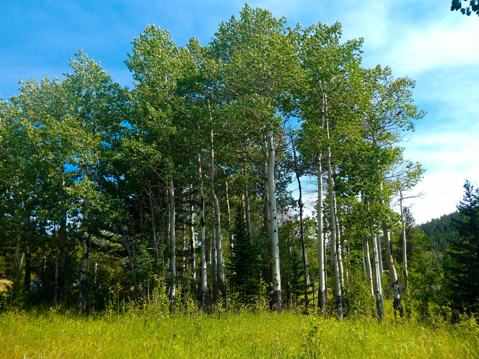50 Golden QUAKING ASPEN TREE Populus Tremuloides White Bark Yellow Fall Seeds