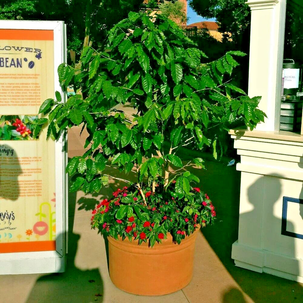 20 Coffea arabica Seeds Tropical EXOTIC Coffee Bean Indoor House Plant Tree RARE