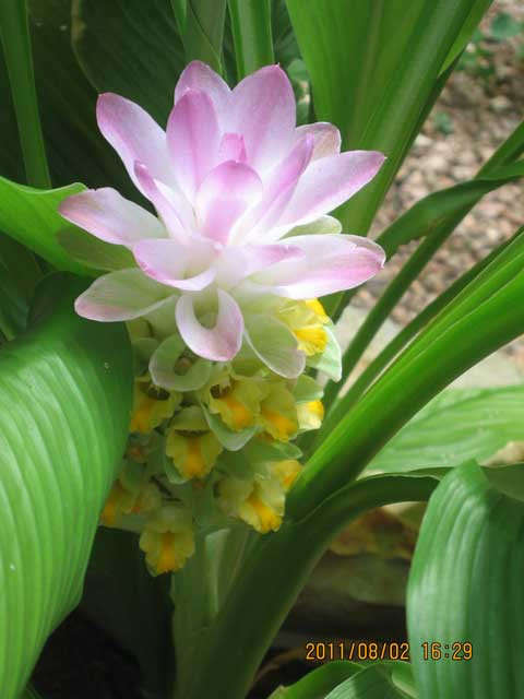 Ginger Curcuma Petiolata Hidden Pink Flowering 1 Plant Start Rhizome Easy Grow