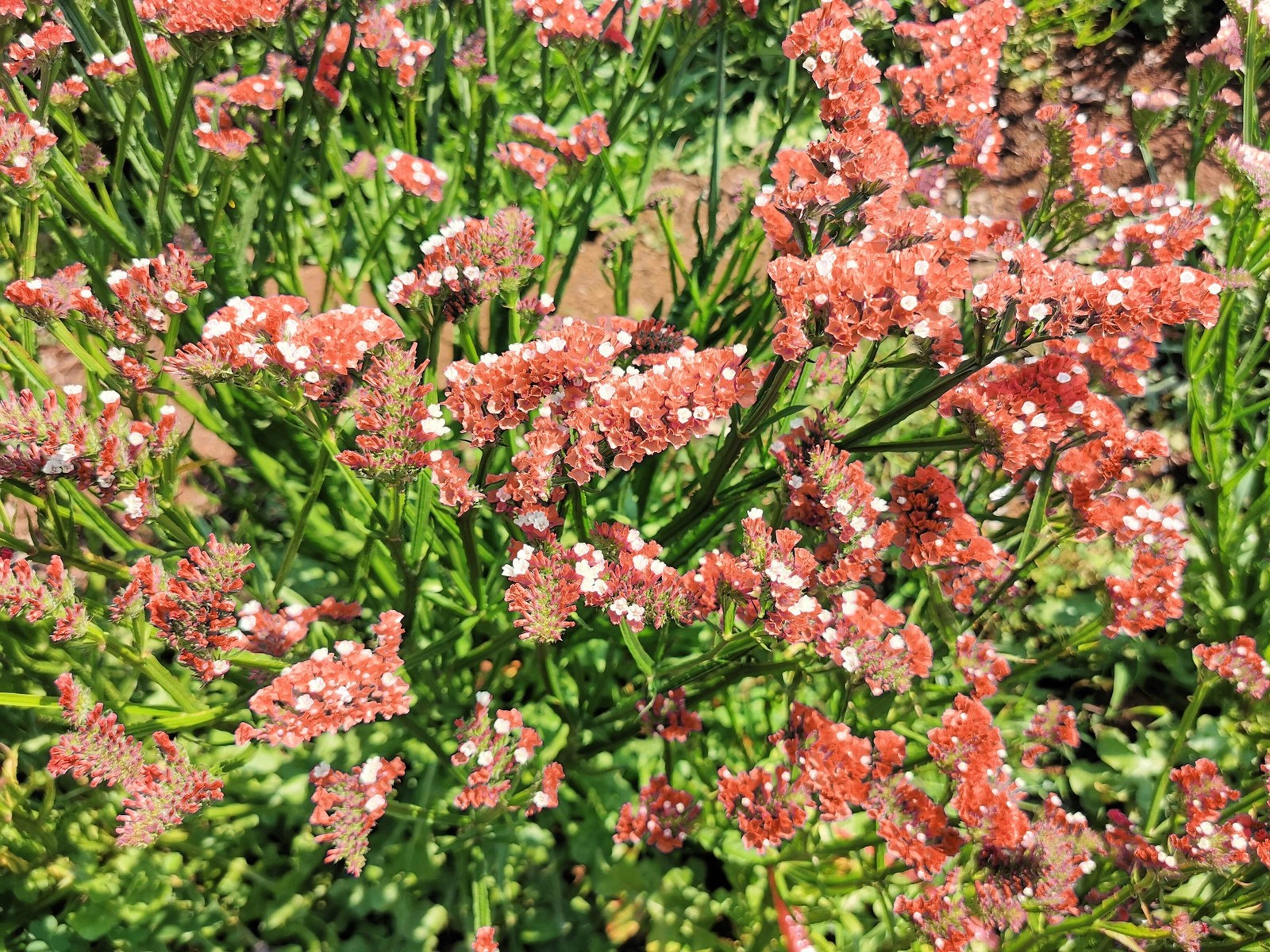 50 APRICOT BEAUTY STATICE Limonium Sinuatum Sea Lavender Flower Seeds