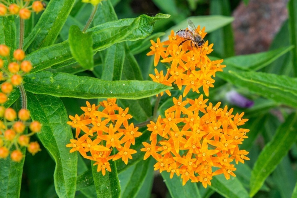 25 Seeds Butterfly Weed Asclepias tuberosa Orange Non-GMO Organic