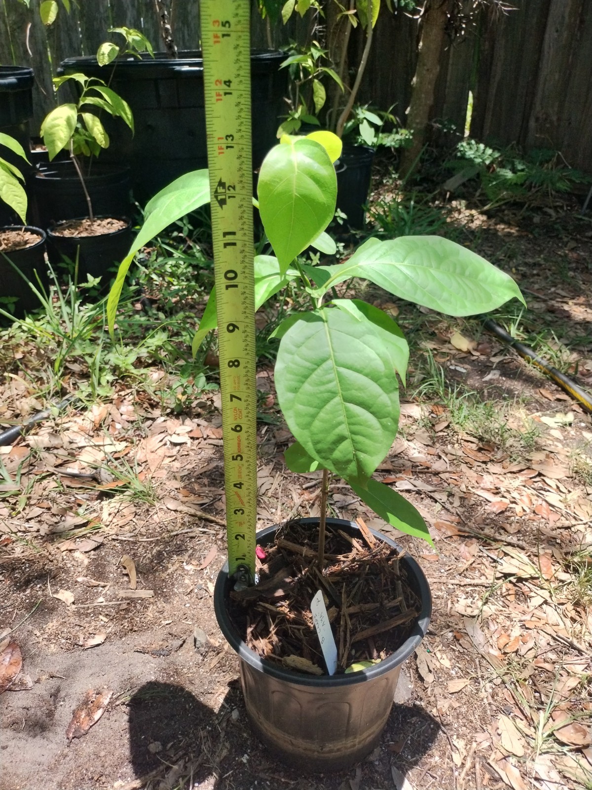 Rare South American Vine, Banisteriopsis C. Plant #2
