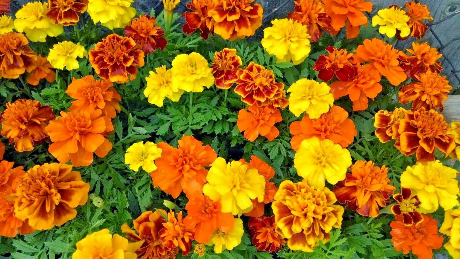 501+Sparky Mix DWARF FRENCH MARIGOLD Flower Seeds Garden Containers Pollinators