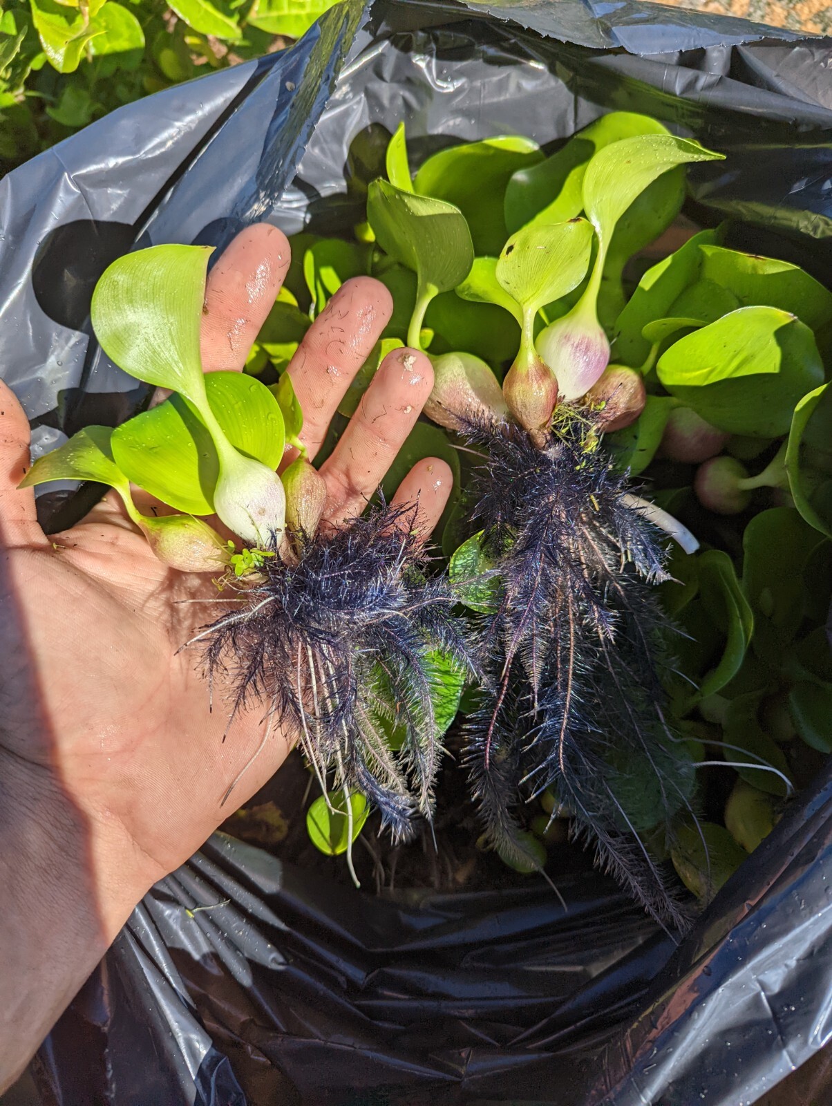 20 Water Hyacinth Pond Plant Floating Live READ DESCRIPTION