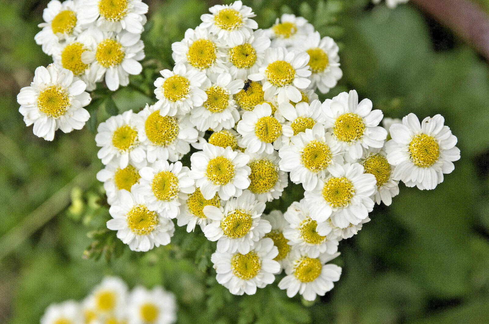 GERMAN CHAMOMILE 100 SEEDS, HERB, SLEEP, CALMING, HEALING, MATRICARIA RECUTITA