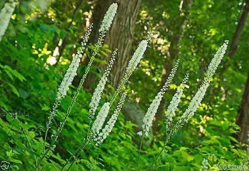 Racemosas Black Actaeas Plants Cohosh Organicly Growns Transplants 50 Bare Roots