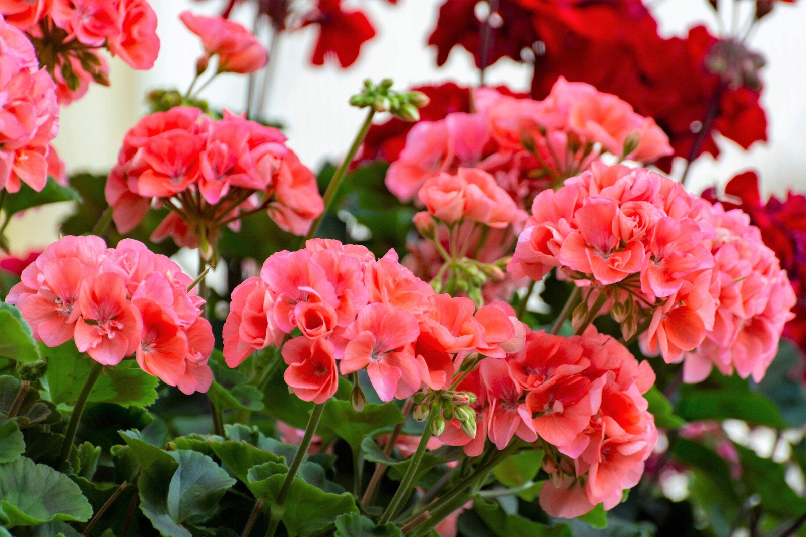 10 MIXED COLORS GERANIUM Pelargonium Zonale Pink Purple Red Salmon Flower Seeds
