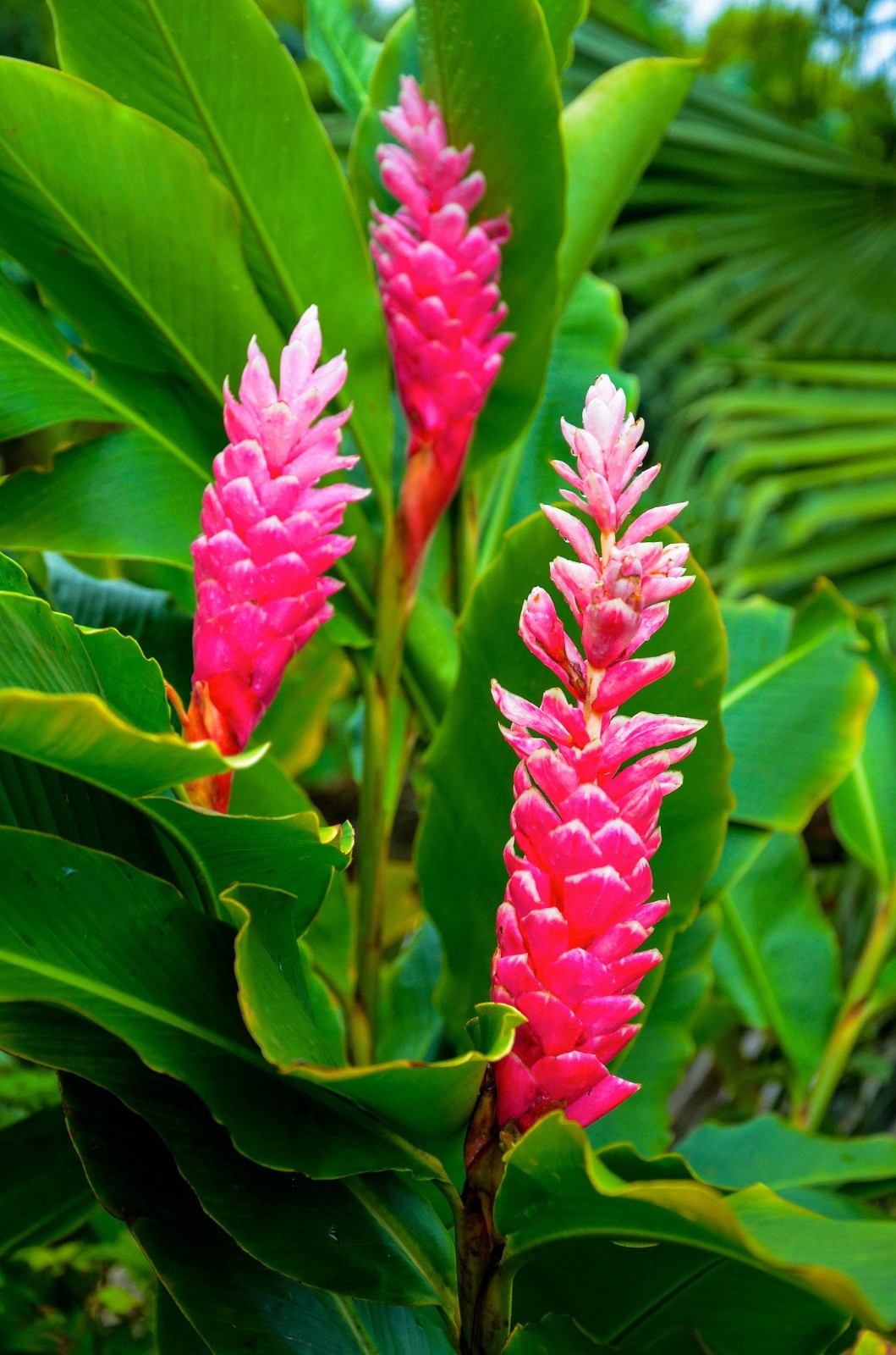 Pink Hawaiian Ginger Plant (Alpinia purpurata) Roots 2 Pack