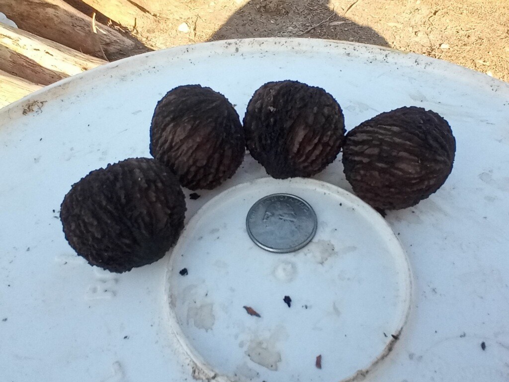 Black Walnut Seeds Juglans Nigra For Planting Fresh Wild Harvested Nuts