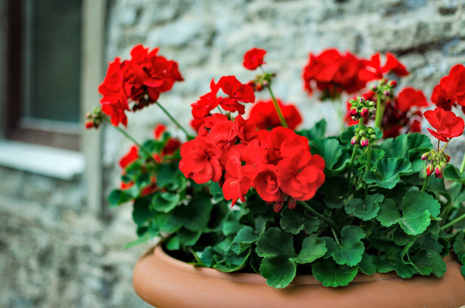 10 MIXED COLORS GERANIUM Pelargonium Zonale Pink Purple Red Salmon Flower Seeds
