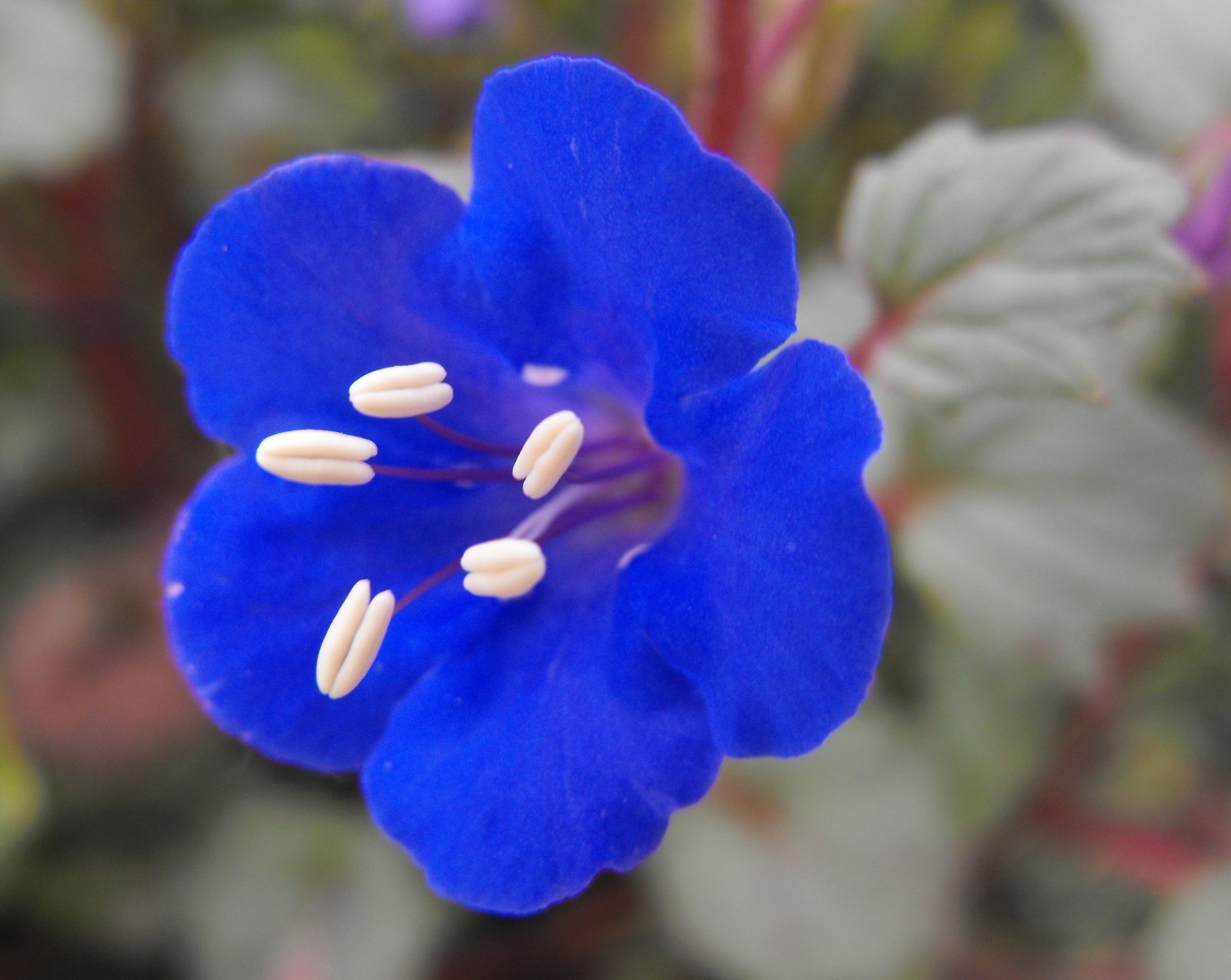 California Bluebell Seeds California Native Phacelia Campanularia Low Water Seed
