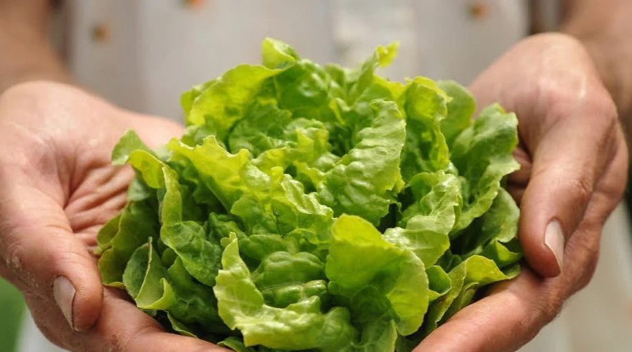 Tom Thumb Butterhead Lettuce Seeds | Lactuca Buttercrunch Bibb Leaf Greens 2024