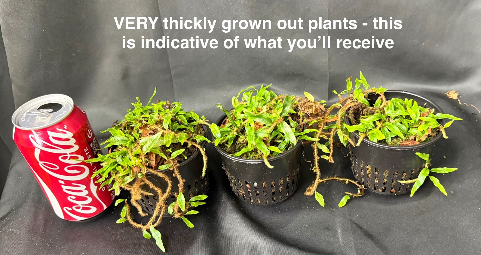 MICROGRAMMA LYCOPODIOIDES – Mini tropical fern terrarium plant