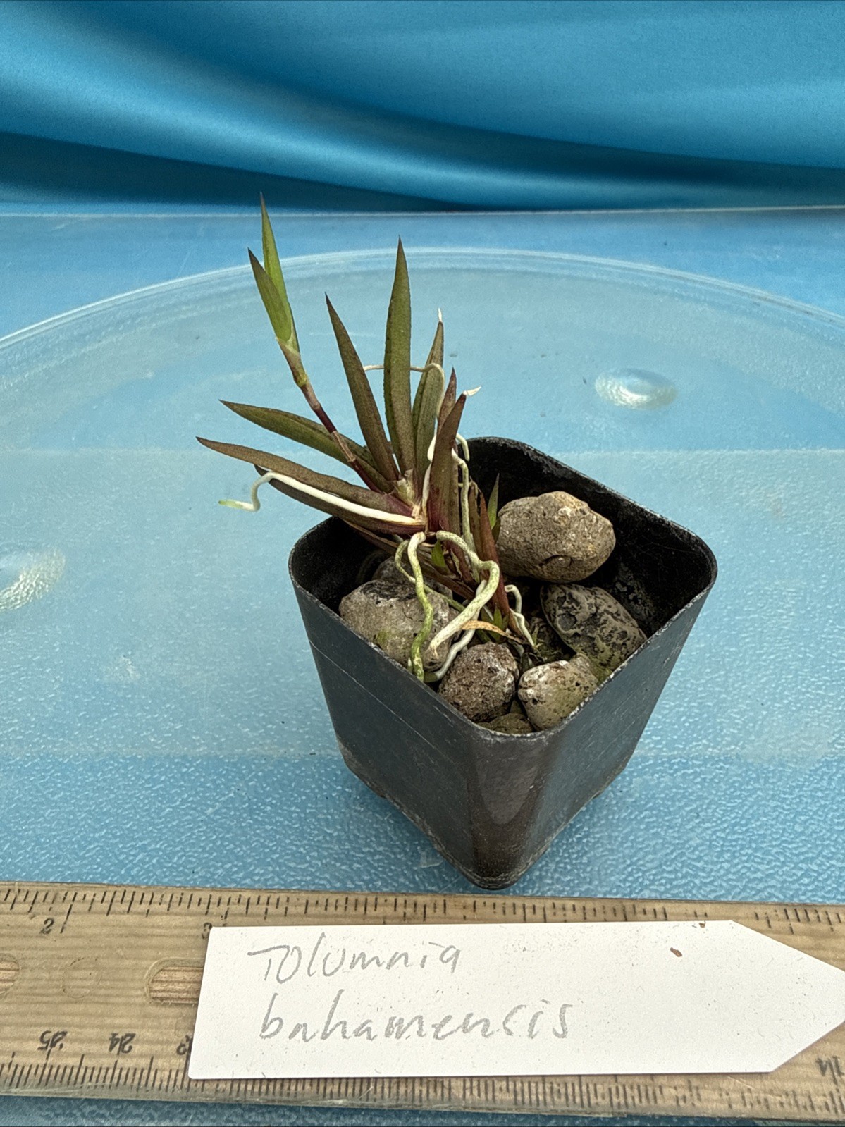 Tolumnia bahamensis NBS Pink White Yellow Native Florida Orchid Species 2” Pot