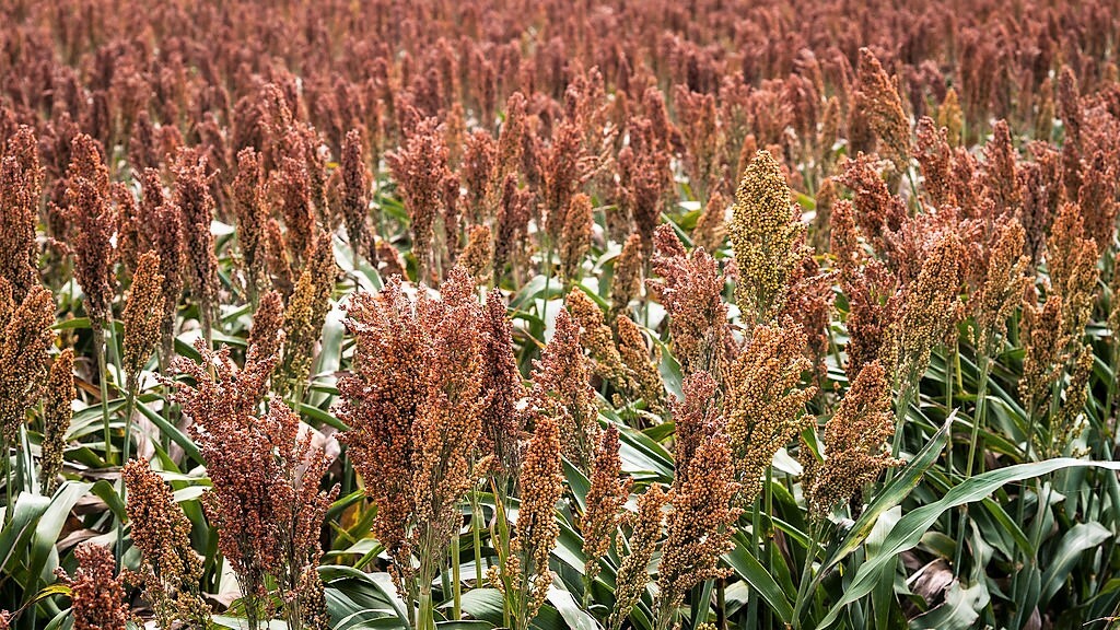 70 SUGAR DRIP SORGHUM Syrup Grain Seeds *Comb S/H