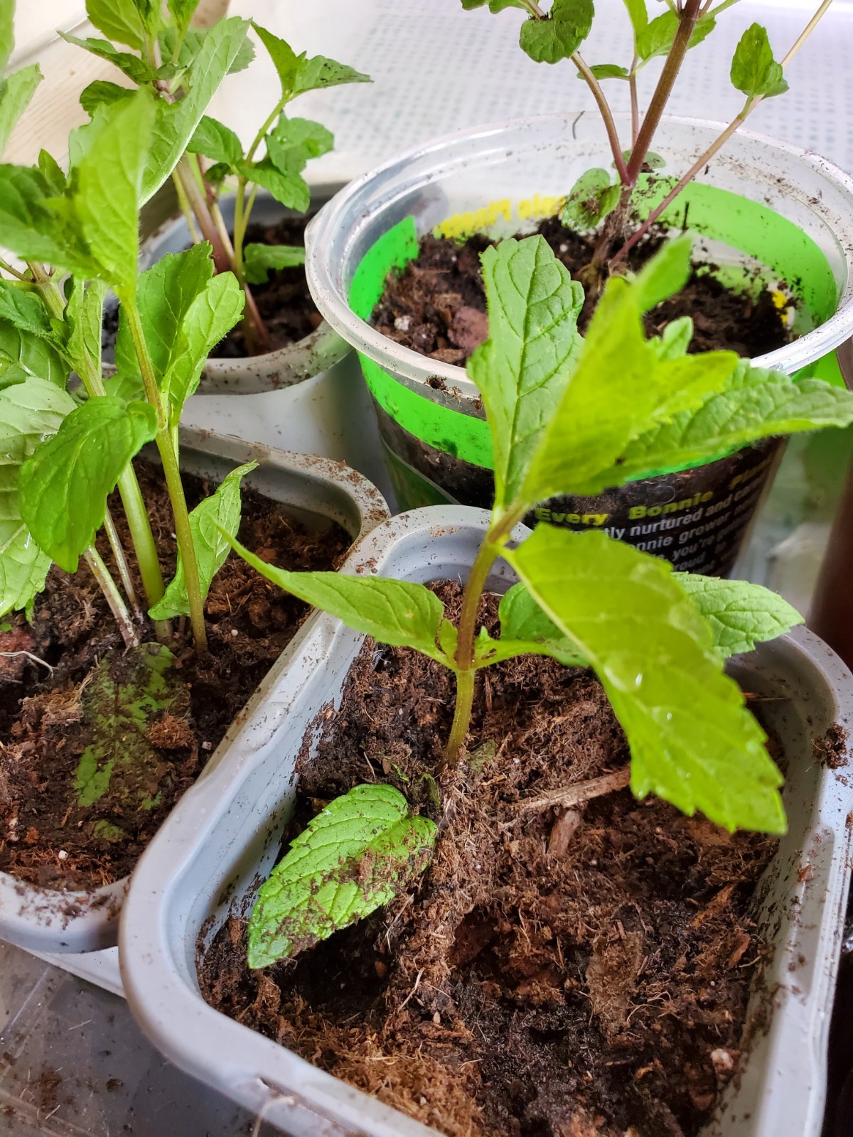 Mojito mint live plant roots
