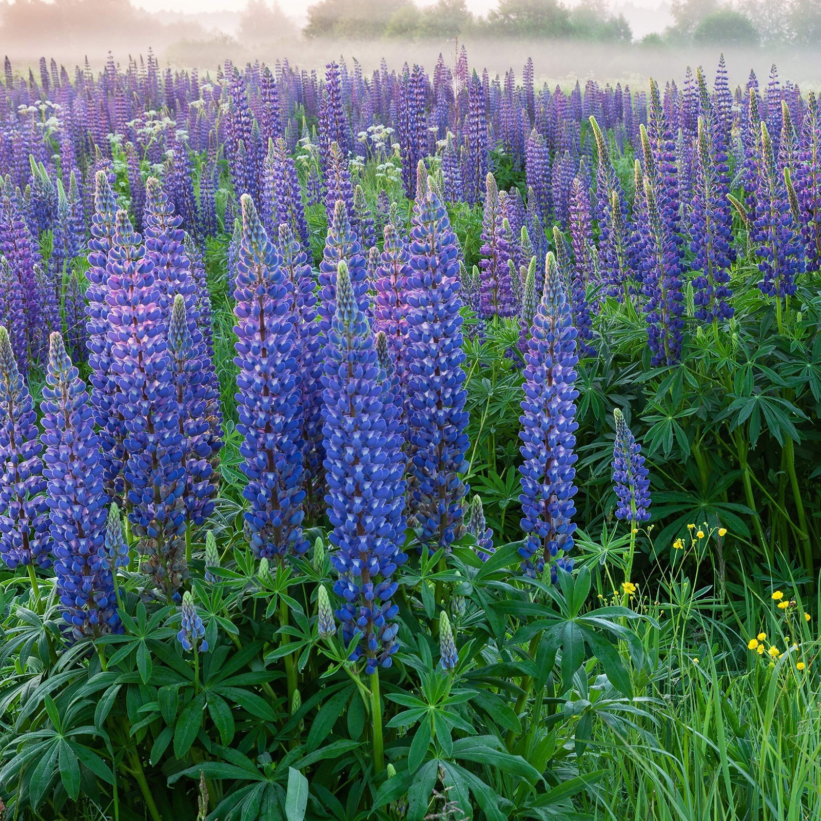 Wild Blue Perennial Lupine Seeds – 1/4 Lb, Self-Sowing, Cold Hardy Wildflower fo