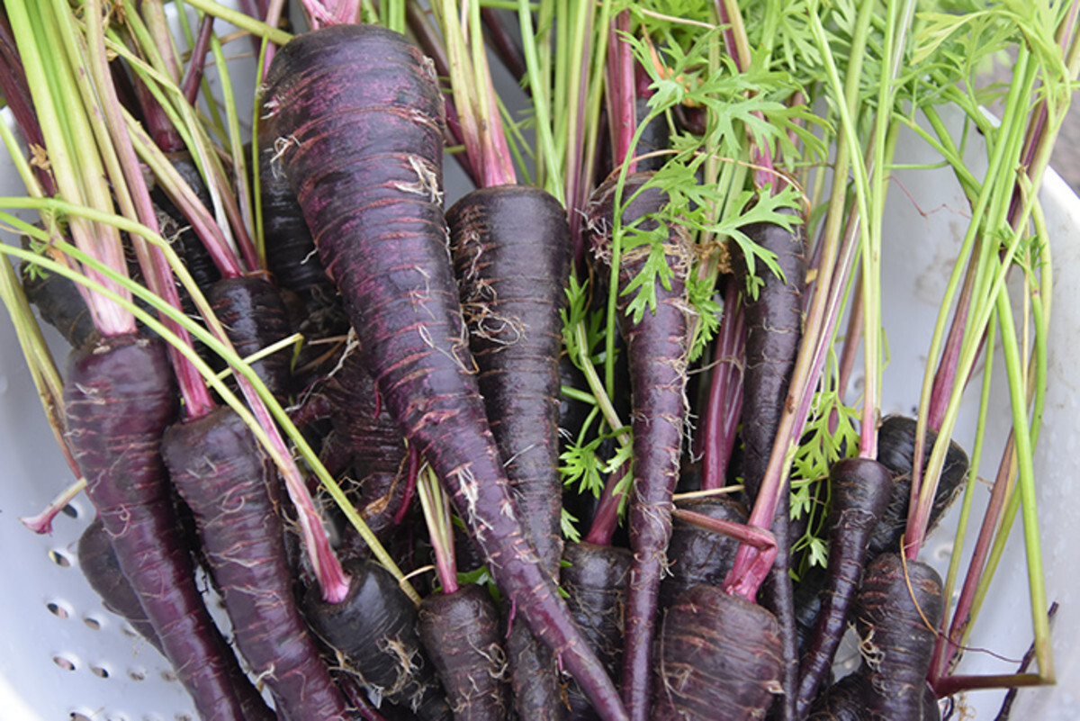 Black Nebula Carrot Seeds, NON-GMO, Deep Purple, Antioxidant, FREE SHIPPING
