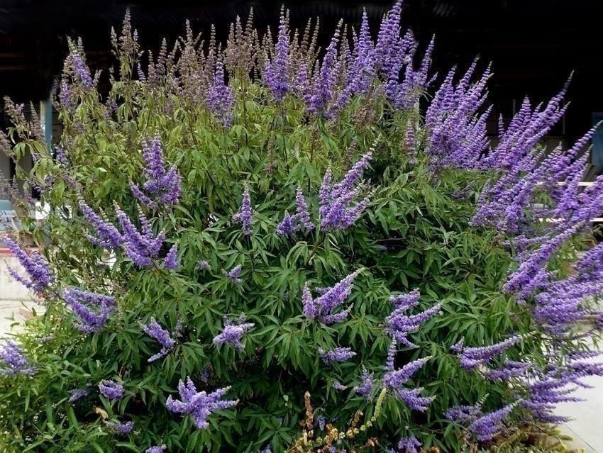 Chaste Tree | 2 Inch | Vitex agnus-castus | Low Maintenance | Purple Flowers