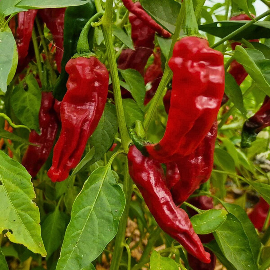 Fresh Indian Kashmiri Pepper Seeds | Indian Paprika | Heirloom Non-GMO | Indian