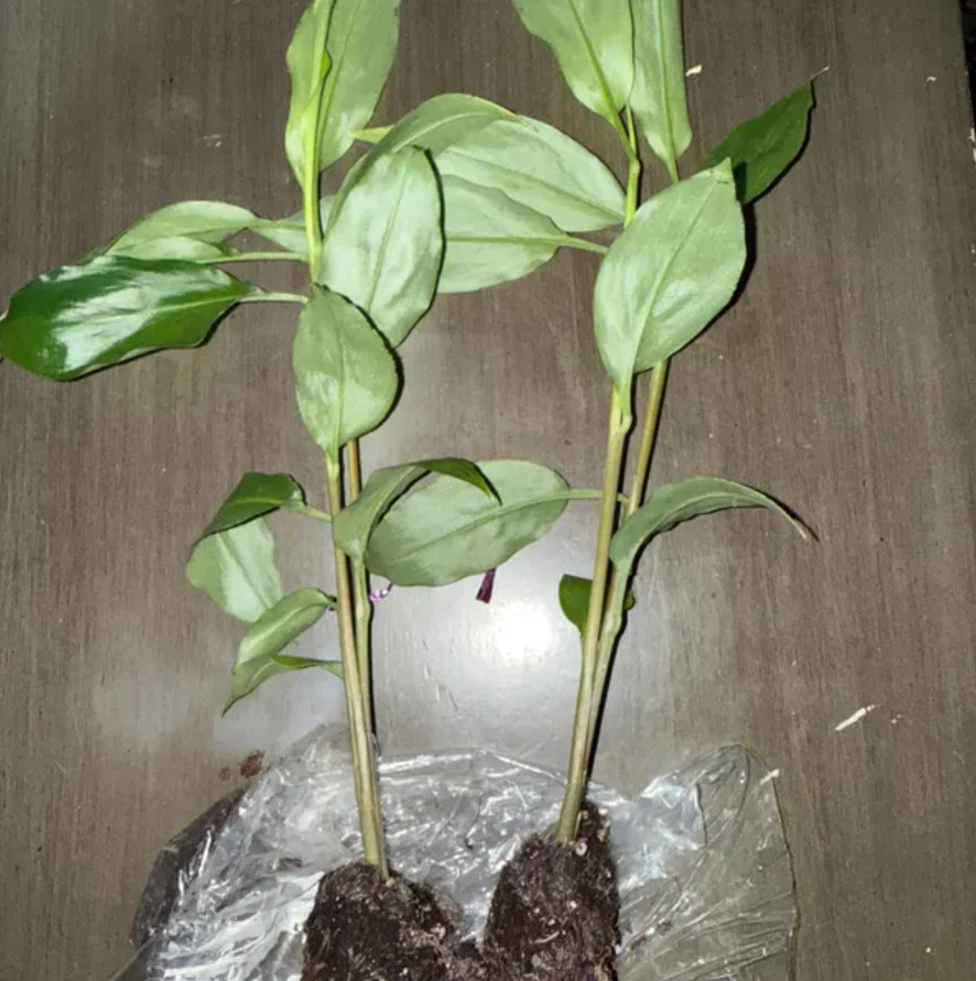Set of 4 Live Shampoo Ginger Plants (Zingiber zerumbet) – 4-6″ Tall – No Pot