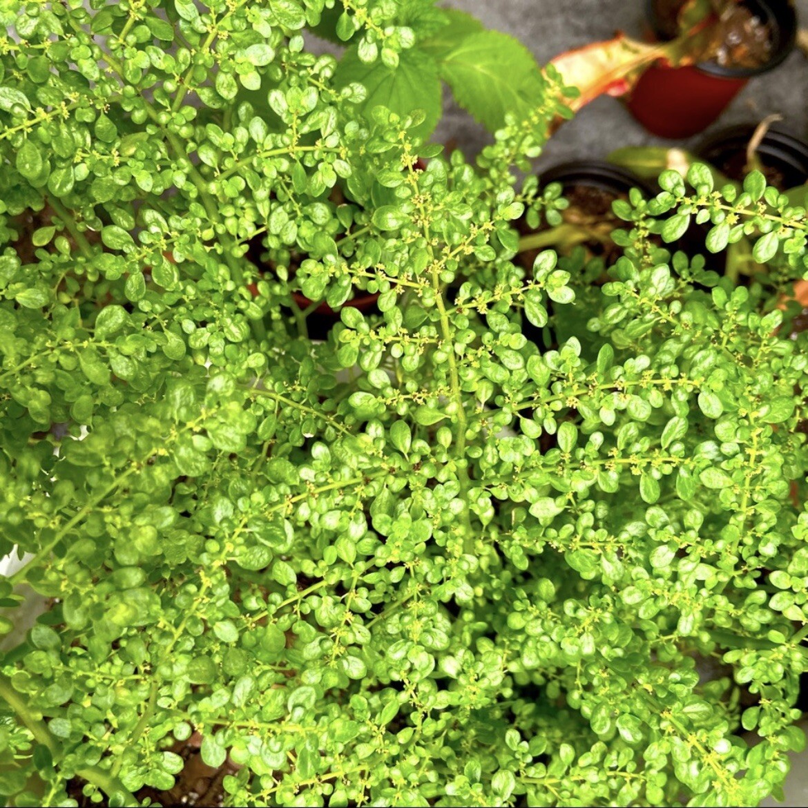 Pilea Microphylla Artillery Fern Rock Weed Live Plant UNROOTED CUTTING