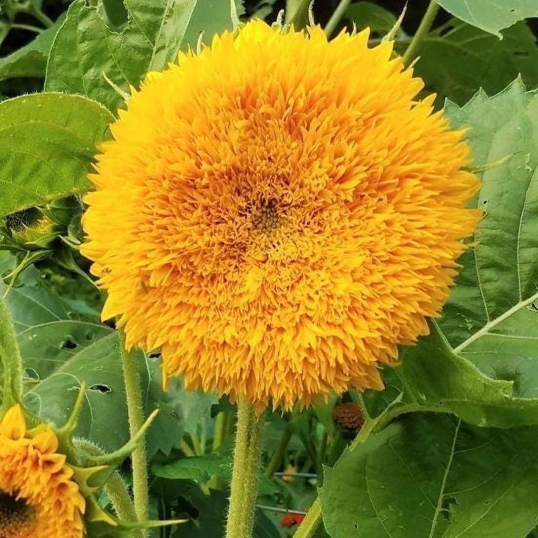 Sungold Sunflower Tall Teddy Bear 10 Seeds Helianthus annuus Free Shipping!