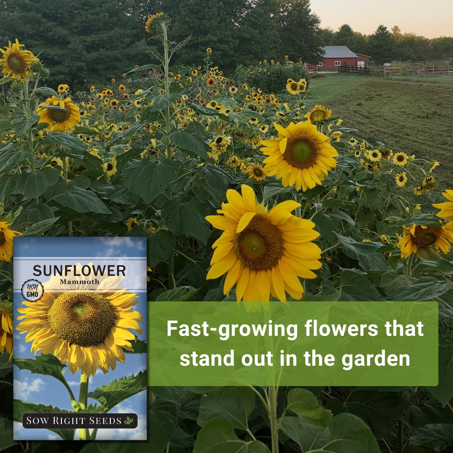 Sow Right Seeds – Mammoth Sunflower for Planting – Non-GMO Grey