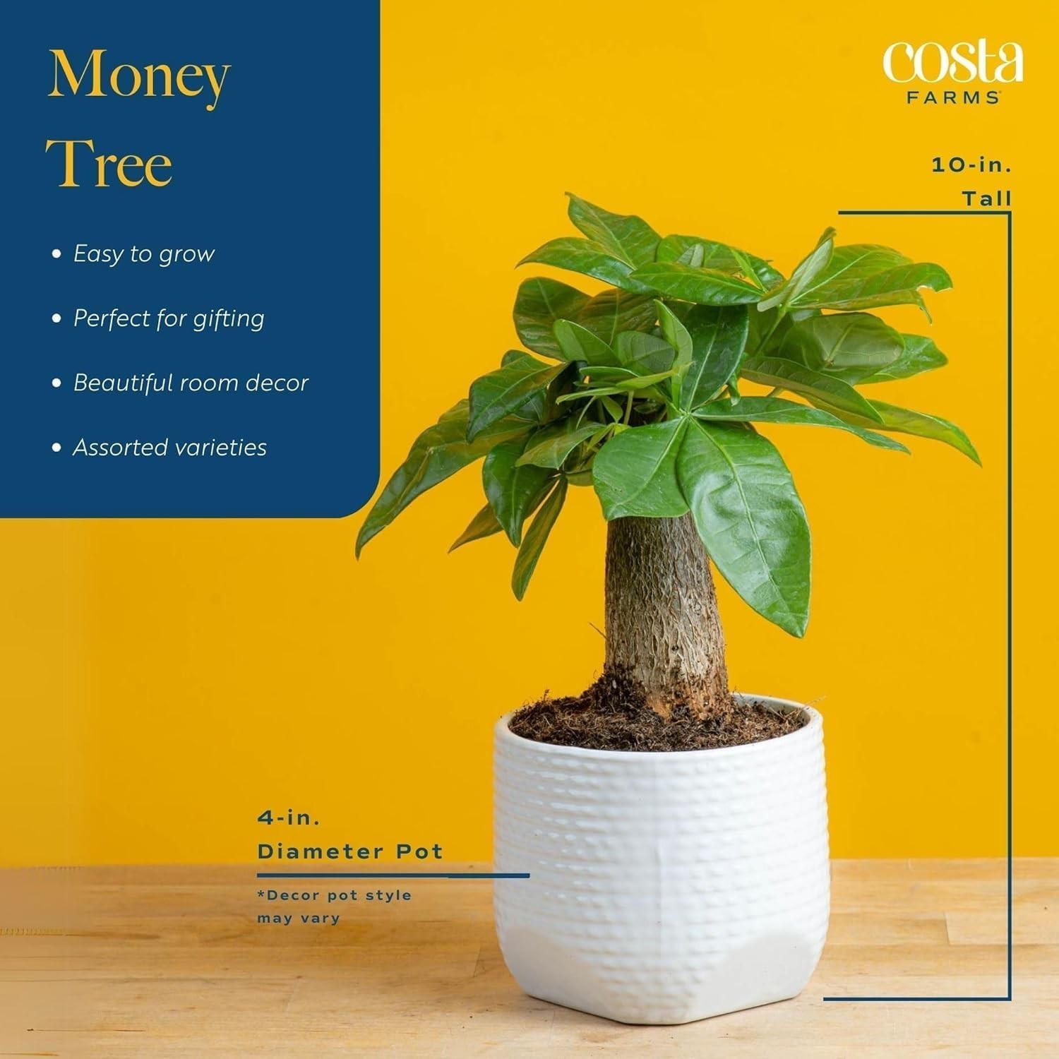 Live Money Tree Plant – 10″ Pachira Aquatica Bonsai, Pet-Friendly Indoor Decor,