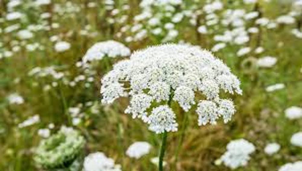 3 Queen Anne’s Lace Bare Root Daucus Carota Perennial Wildflower