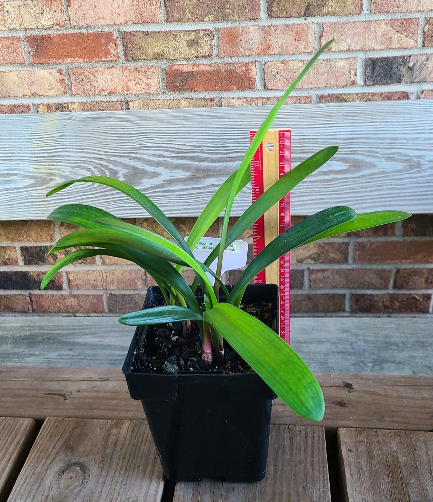 Clivia Touch Of Class X Self one plant