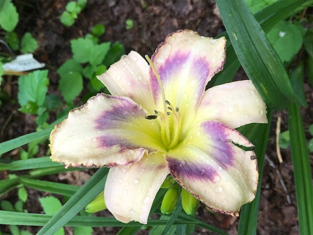 DAYLILY Seeds Mixed Hybrid Hardy