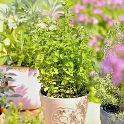 500+ITALIAN OREGANO Seed Organic Herb Patio Container Vegetable Garden Perennial