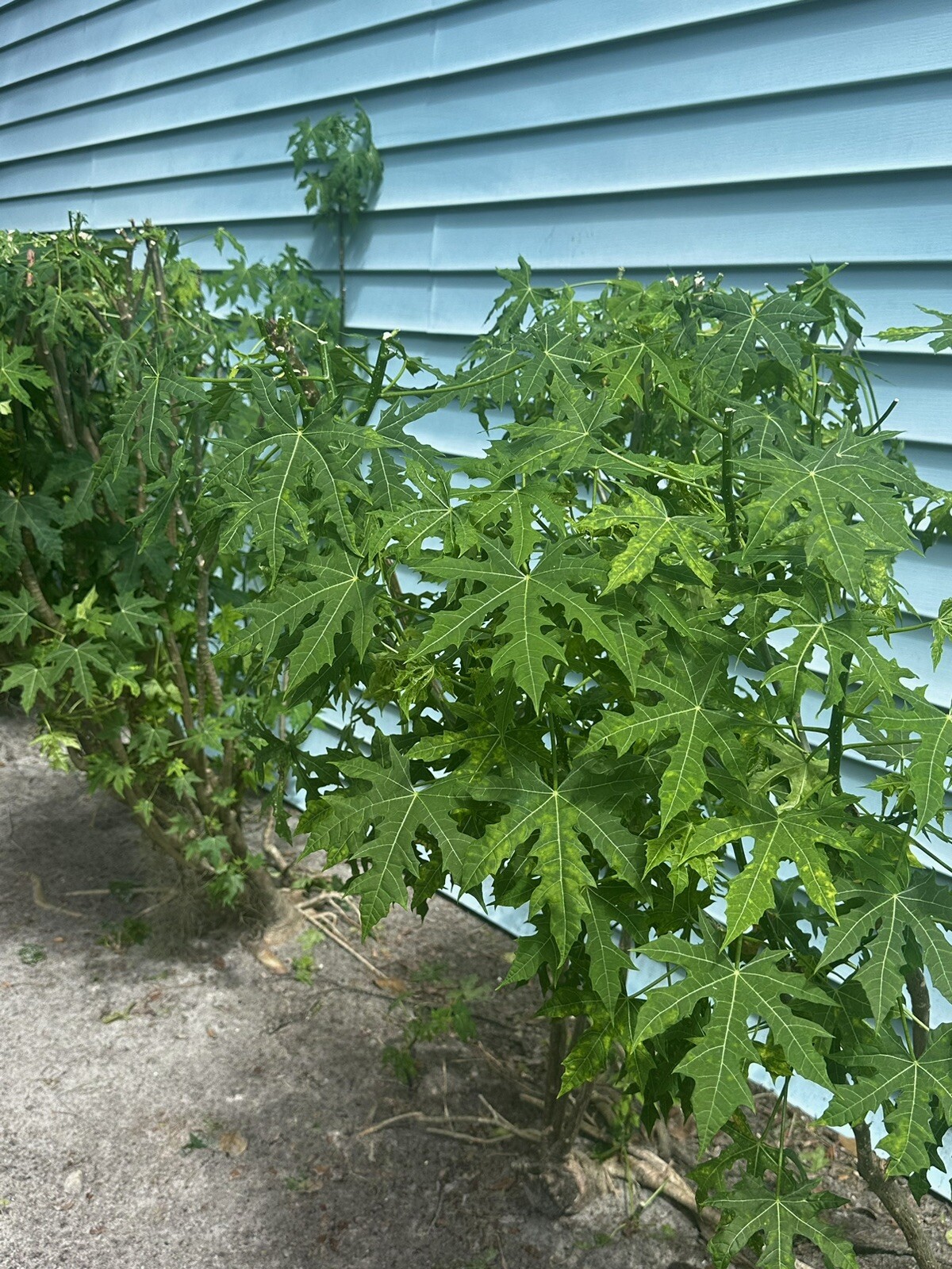 Chaya Plant, Tree Spinach, Superfood (5-8cuttings, About 10” ) Butterfly Bush