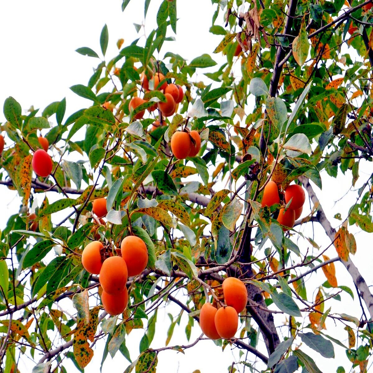 20 JAPANESE PERSIMMON TREE SEEDS (Diospyros Kaki) Asia Hardy Garden Fruit Plant