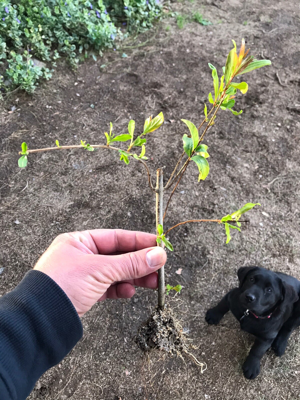 3 Rooted Wonderful Pomegranate Cuttings Scions