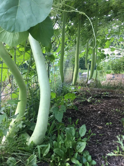 100 CUCUZZI seeds; Serpente di Sicilia; Serpent of Sicily summer squash; cucuzza