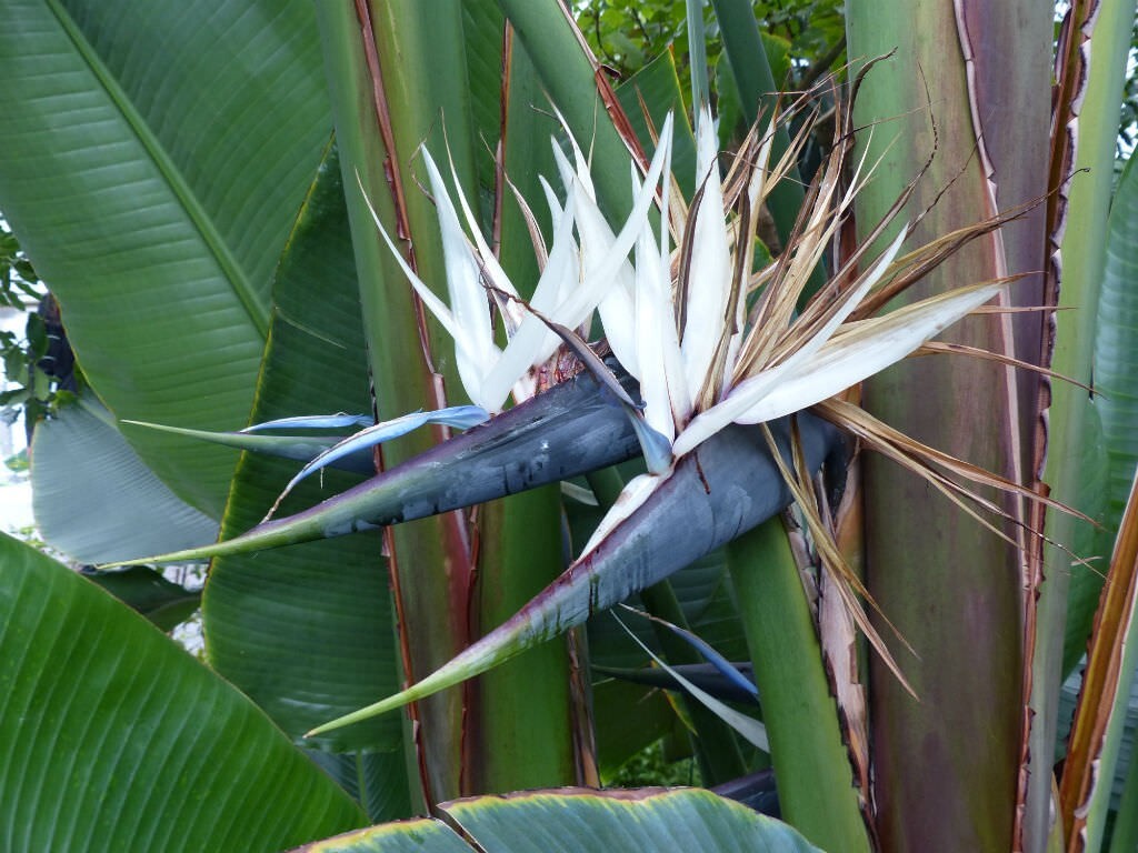 GIANT WHITE~Bird of Paradise~Strelitzia Nicholai~ROOTED PLANT~10-12 Inches Tall