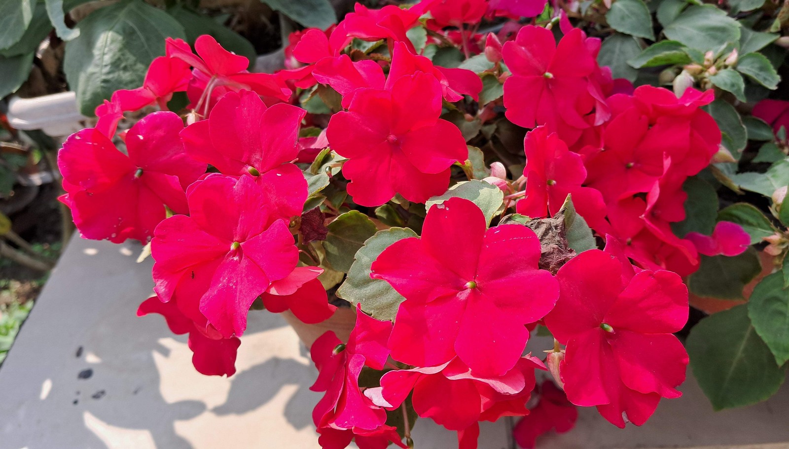50 DWARF RED IMPATIENS Scarlet Walleriana Sun or Full Shade Flower Seeds *FlatSH