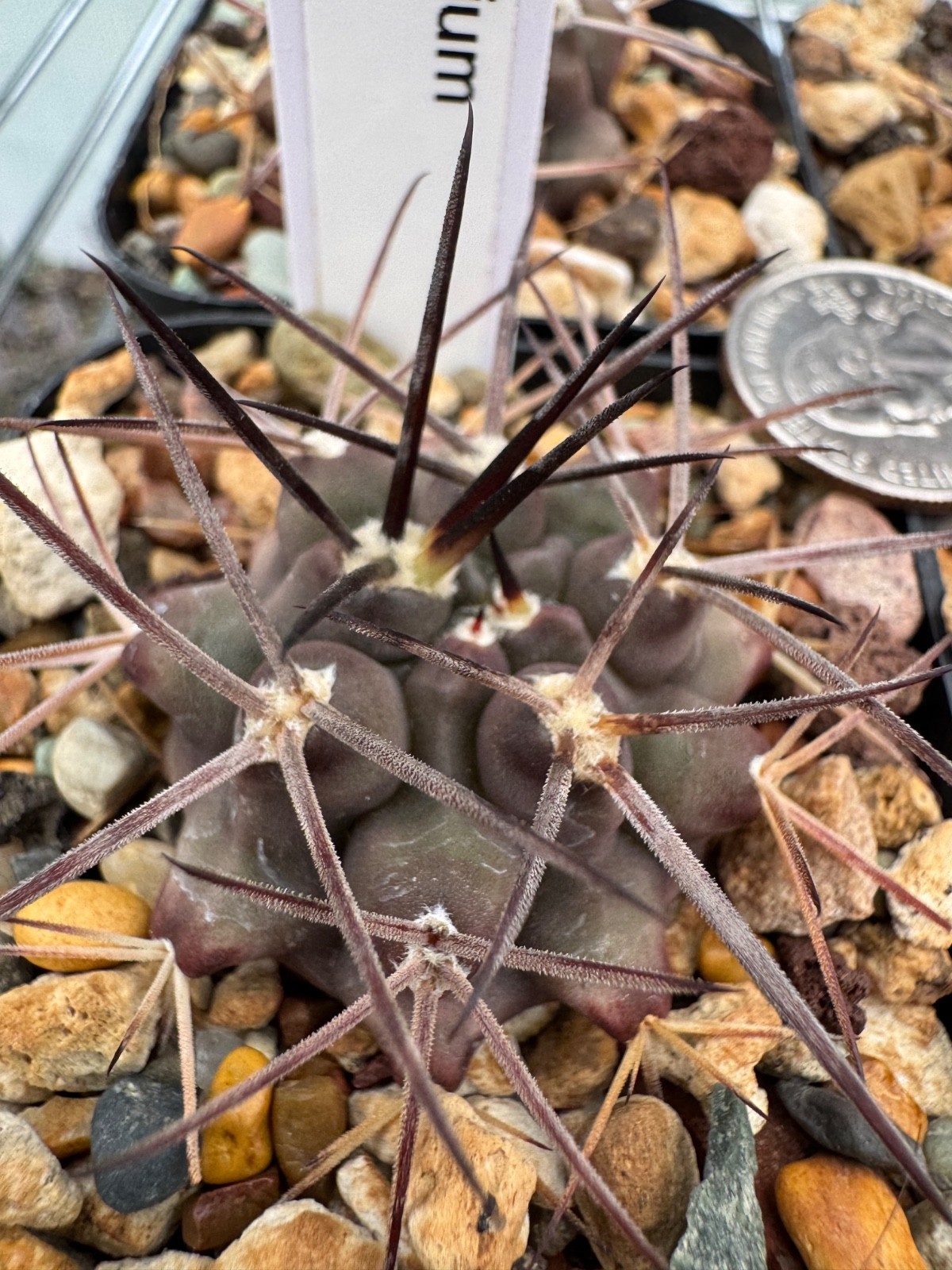 Gymnocalycium delaetii Dark Form Rare Cactus Plant
