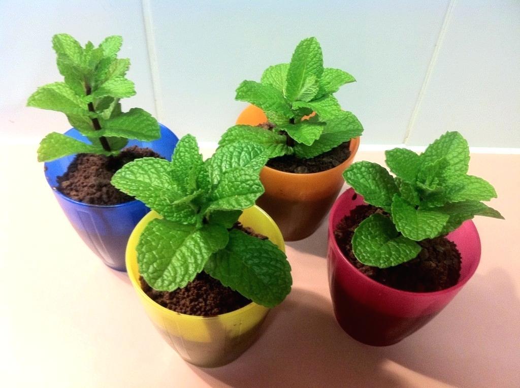 300+SPEARMINT Seeds Organic Herb Mint Tea Patio Container Vegetable Garden Easy