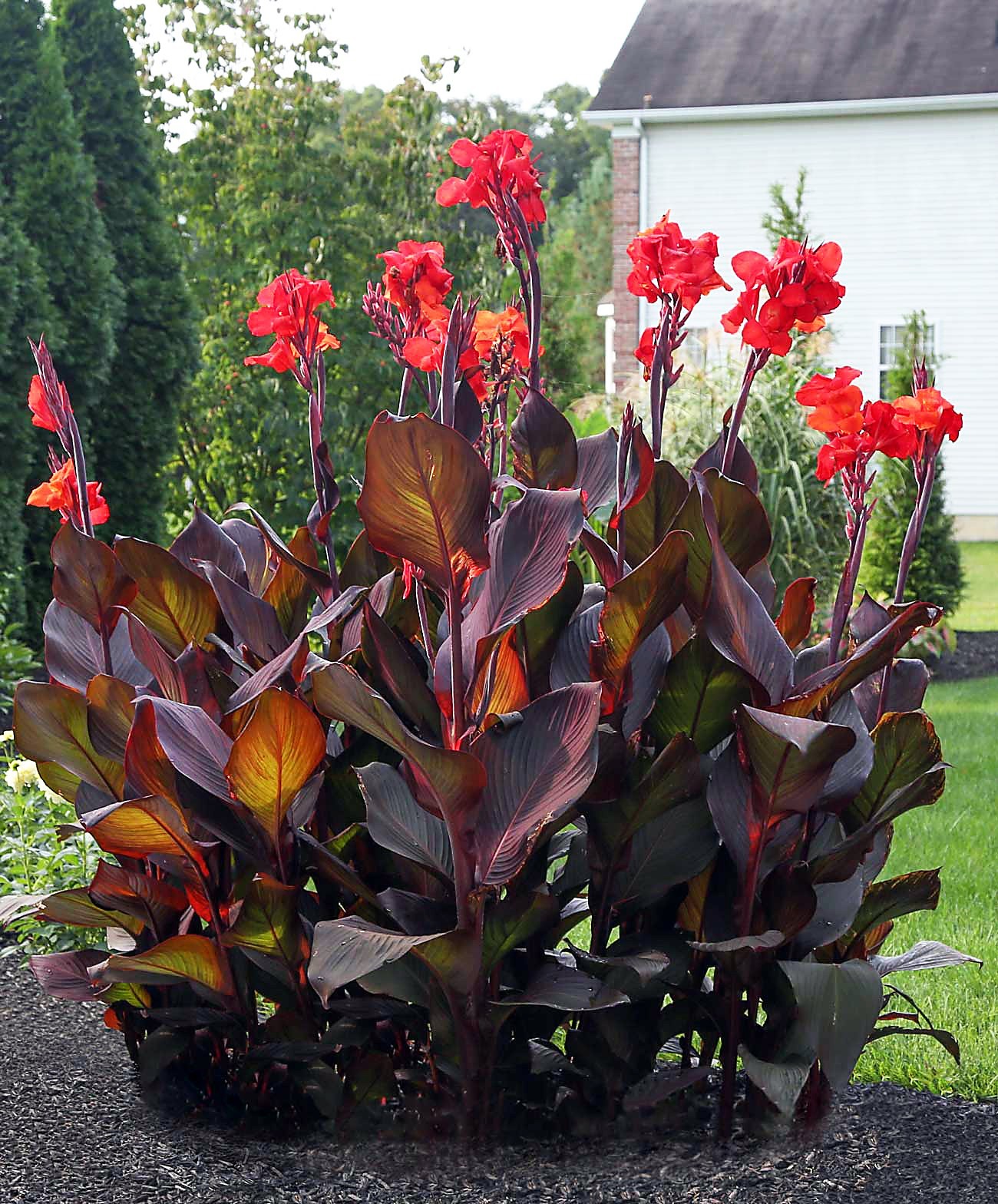 Canna Lily Bulbs Dark Red/Purple Musifolia – Large tropical plant w/ Red flowers