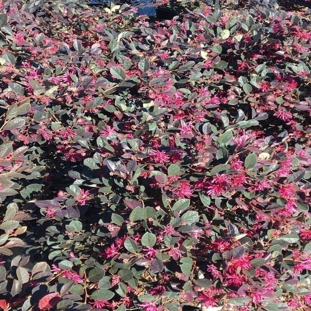 Loropetalum Ruby Compact | 2 Inch | Loropetalum chinense | Low Maintenance Plant
