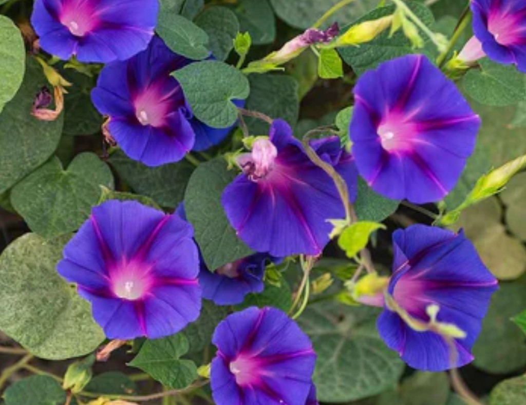 40+ Knowlians Black Morning Glory Seeds **Fresh Seeds** ~~Free Shipping~~