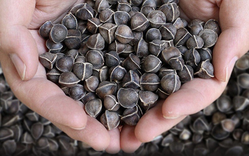 100+ SEEDS Organic Moringa | Malunggay SEEDS for Planting