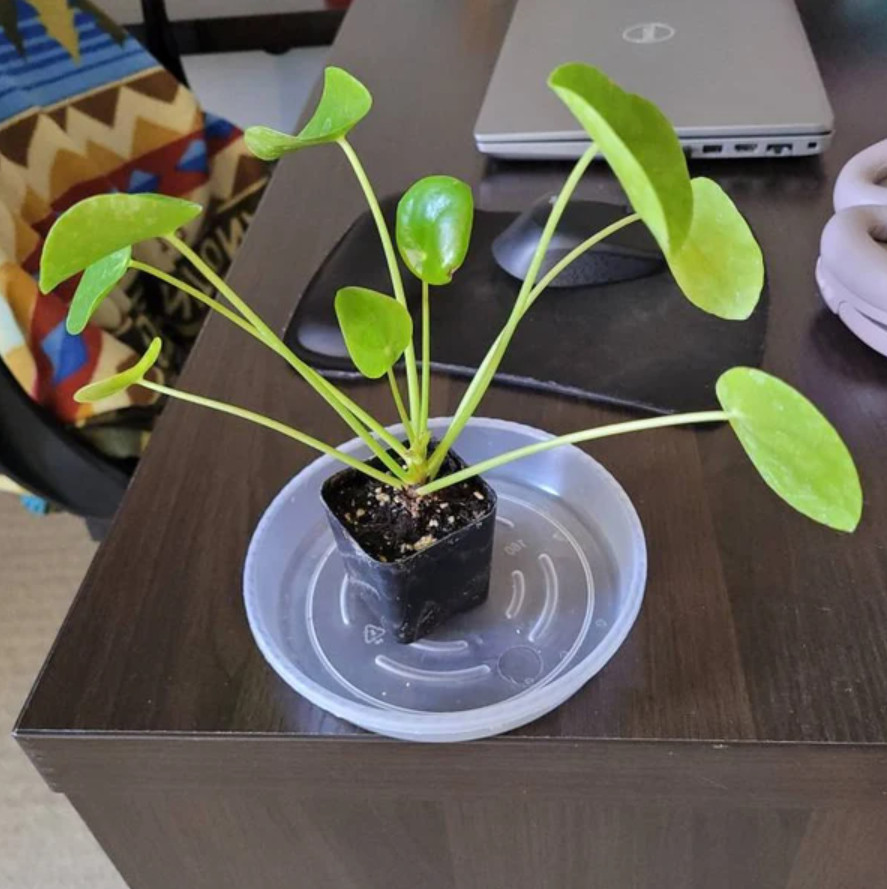 Live Pilea Peperomioides – Chinese Money Plant – 2” Pot – Easy Care Indoor